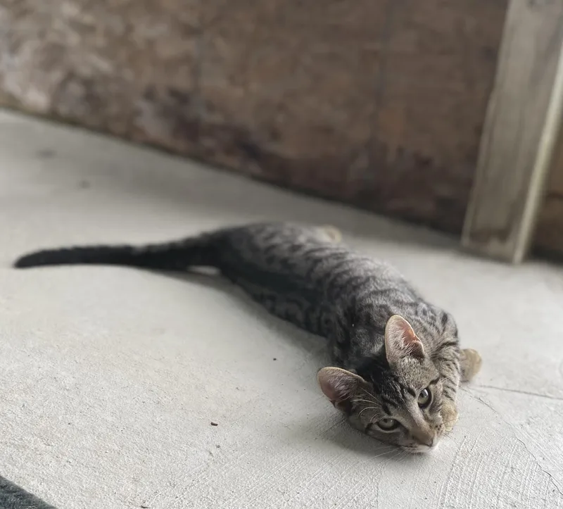 Margarita thumbnail 2