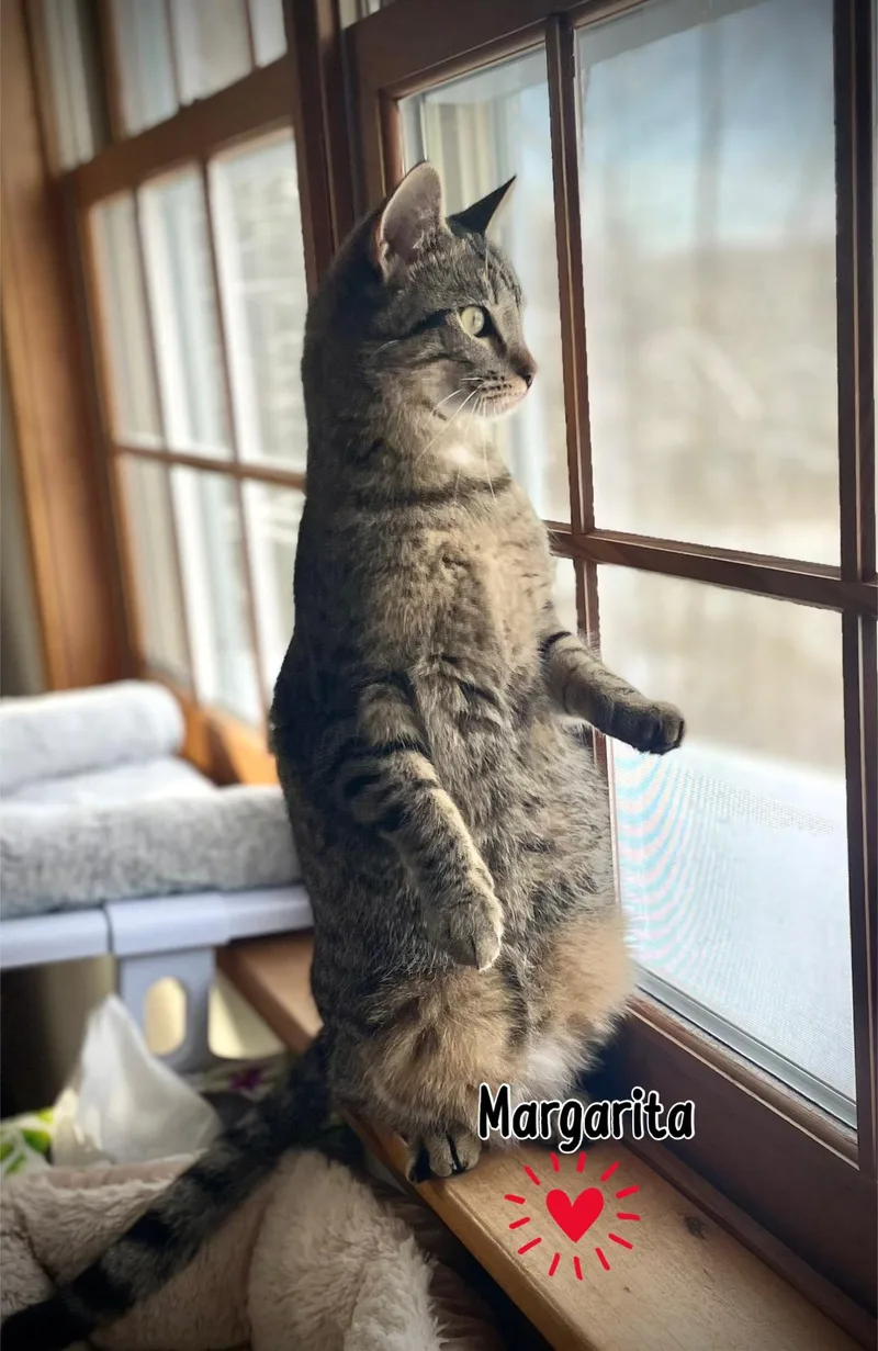 Margarita thumbnail 4