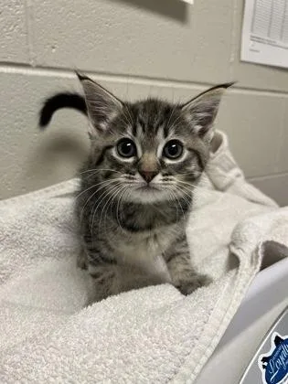 A baby small-sized female Domestic Short Hair cat named Odette for adoption in Fairfax, VA