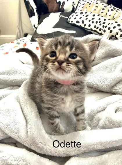 Odette thumbnail 2