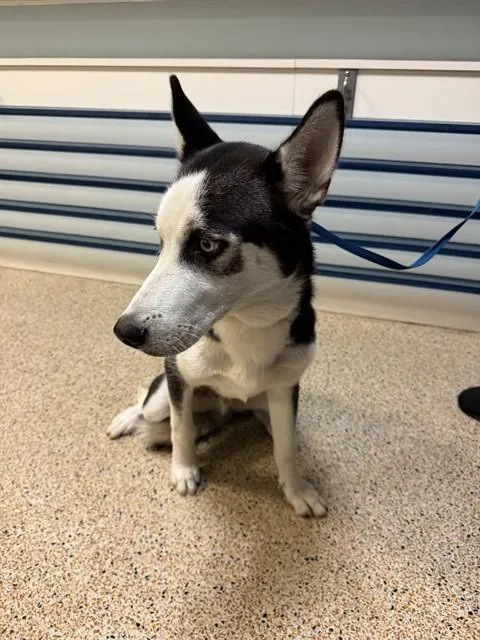 A young medium-sized male Siberian Husky dog named Josue for adoption in Miami, FL