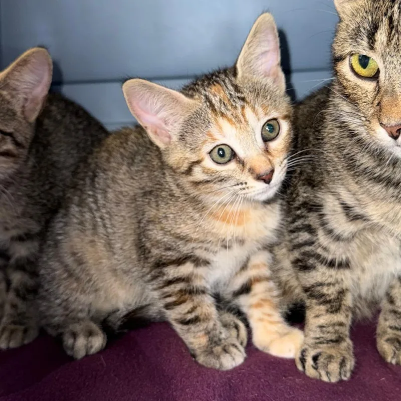 A baby small-sized female Brown / Chocolate Domestic Short Hair cat named Confetti for adoption in Ashtabula, OH
