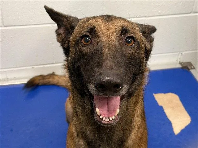 An adult large-sized male Belgian Shepherd / Malinois dog named Cortland for adoption in Tavares, FL