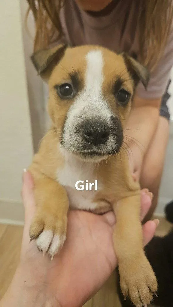 A baby medium-sized female Terrier dog named Fozzie for adoption in St. Helens, OR