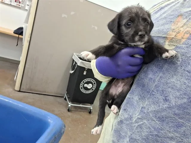 A baby large-sized female Mixed Breed dog named Bay for adoption in Dallas, TX