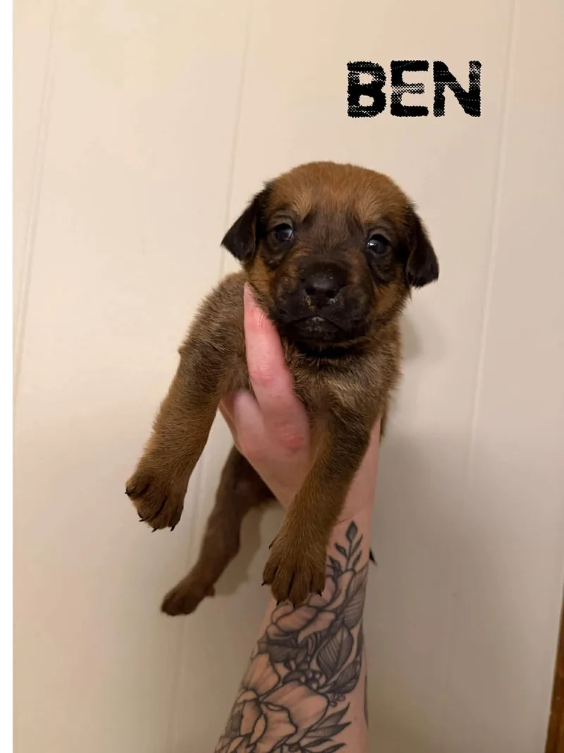 A baby medium-sized male Bicolor Labrador Retriever dog named Ben for adoption in Pine Bluff, AR