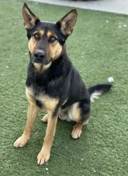 Humphrey thumbnail 3