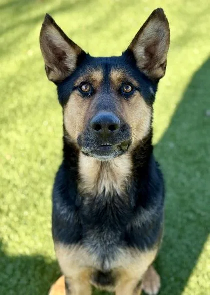 Humphrey thumbnail 4