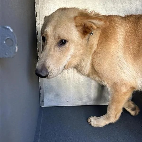 An adult large-sized male Yellow / Tan / Blond / Fawn Shepherd dog named Obie for adoption in Greensboro, NC
