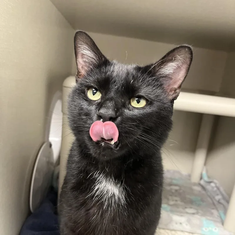 An adult large-sized male Black Domestic Short Hair cat named Panther for adoption in Mentor, OH