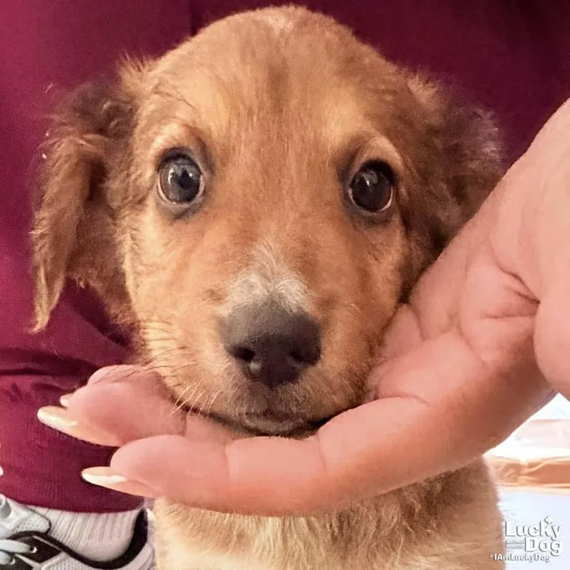 A baby large-sized male Spaniel dog named Chandler for adoption in Washington, DC