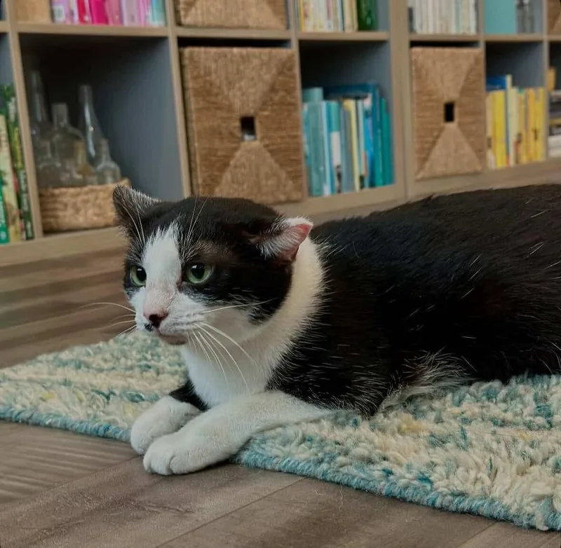 A young medium-sized female Black & White / Tuxedo Domestic Short Hair cat named Josie for adoption in Raleigh, NC