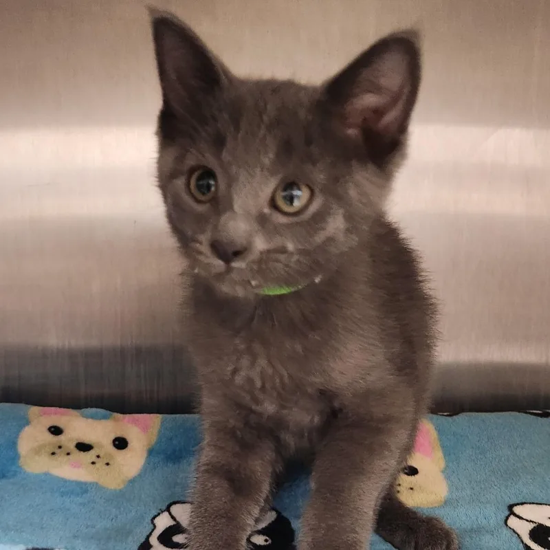 A baby small-sized male Gray / Blue / Silver Domestic Short Hair cat named Ash for adoption in Fort Wayne, IN