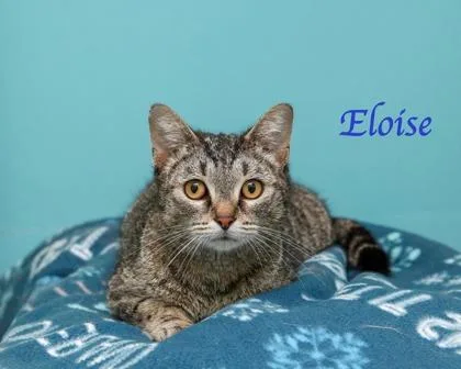 An adult small-sized female Domestic Short Hair cat named Eloise for adoption in Parma, OH
