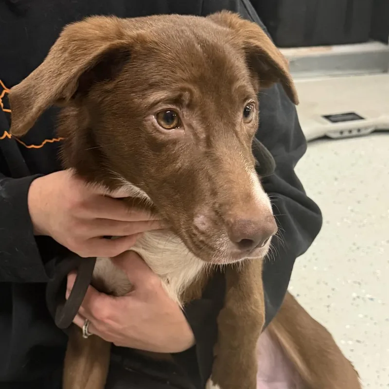 A young medium-sized male Brown / Chocolate Retriever dog named Bowser aka D for adoption in Marion, VA