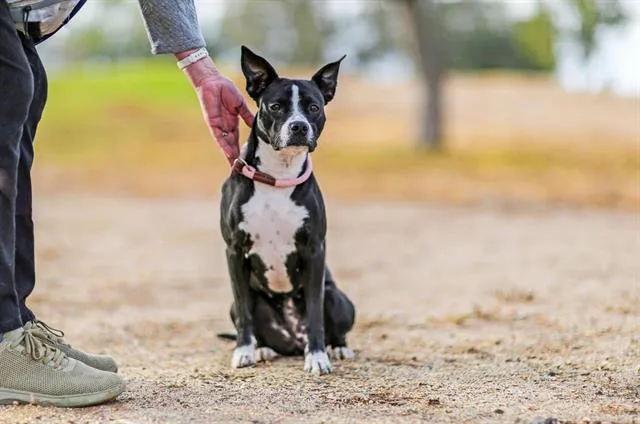 An adult medium-sized female Pit Bull Terrier dog named Alondra for adoption in Albuquerque, NM