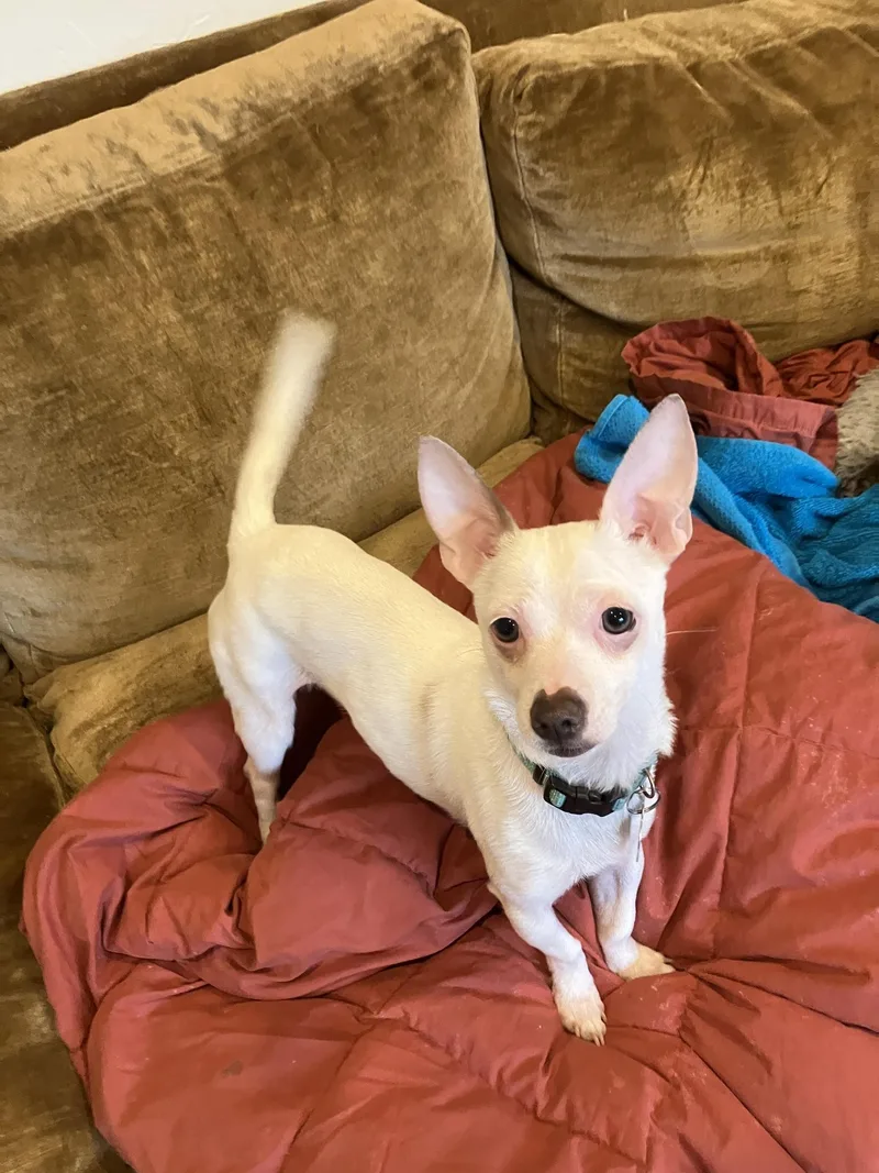 A young small-sized male White / Cream Chihuahua dog named Mochi for adoption in Covington, WA
