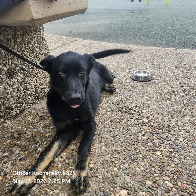A baby small-sized female German Shepherd Dog dog named Lilly for adoption in San Antonio, TX