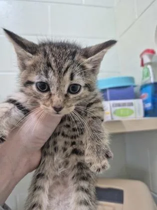 Nuka