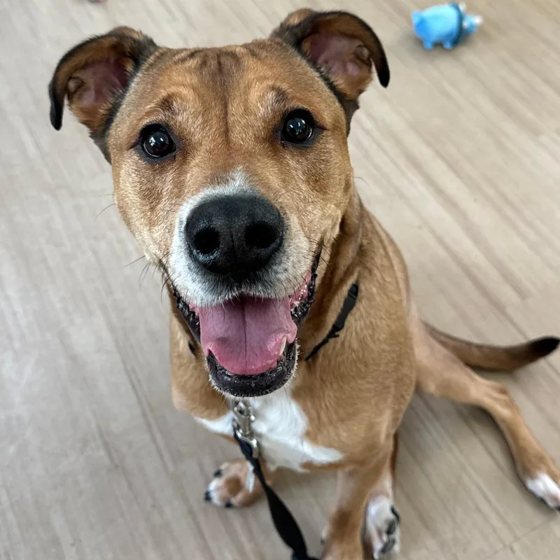 An adult large-sized male Brown / Chocolate Mixed Breed dog named Draco for adoption in Aldie, VA