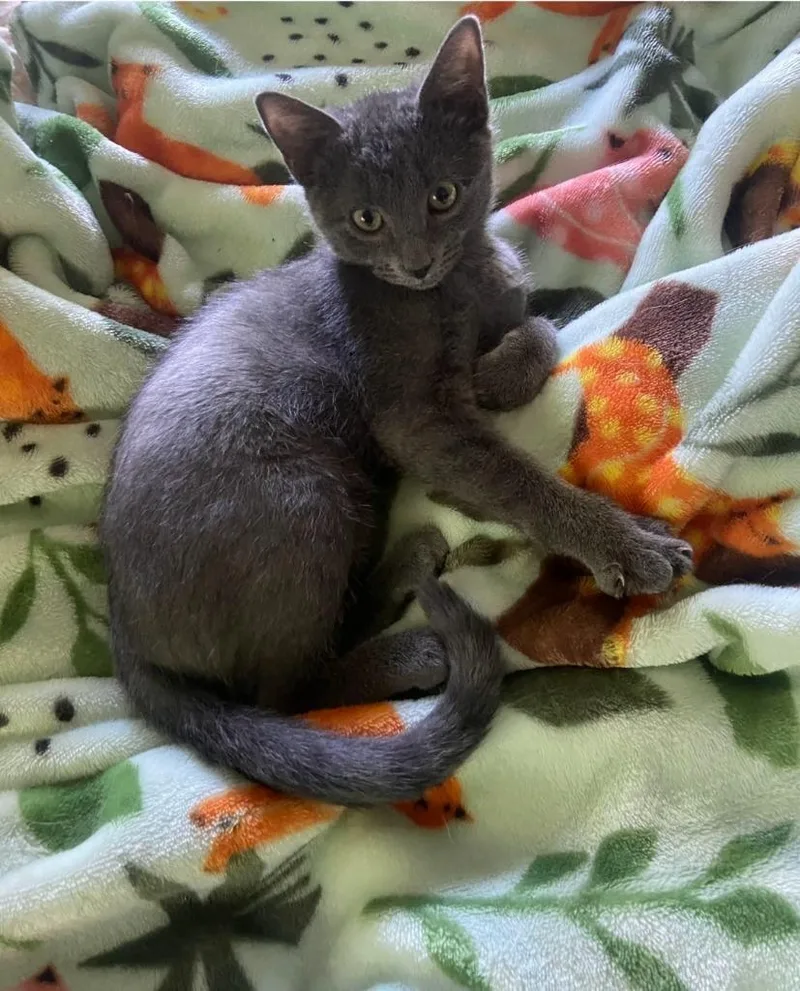 A baby medium-sized female Domestic Short Hair cat named Ella Langley for adoption in Lancaster, PA