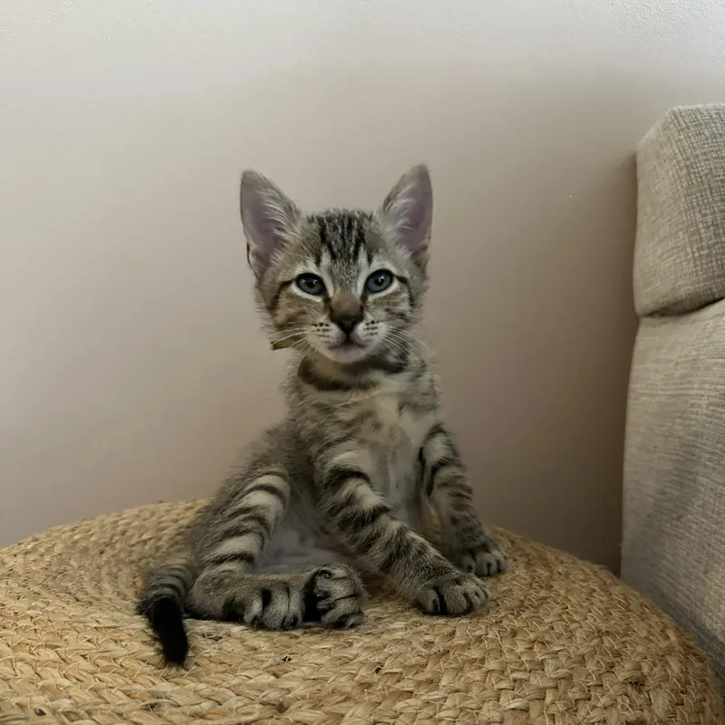 A young medium-sized male Black Domestic Short Hair cat named Tony Stark for adoption in West Palm Beach, FL