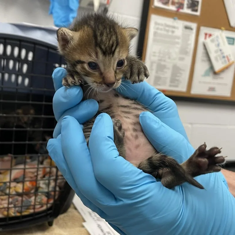 Tony Stark thumbnail 2