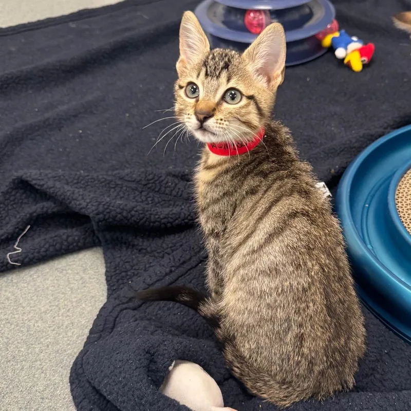 Tony Stark thumbnail 3