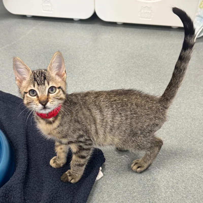 Tony Stark thumbnail 4