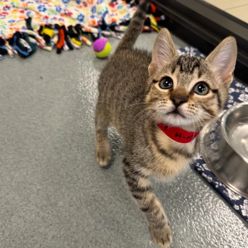 Tony Stark thumbnail 5