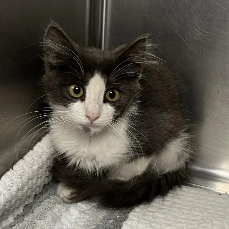 A baby small-sized male Gray / Blue / Silver Domestic Short Hair cat named Georgie for adoption in Palm Springs, CA