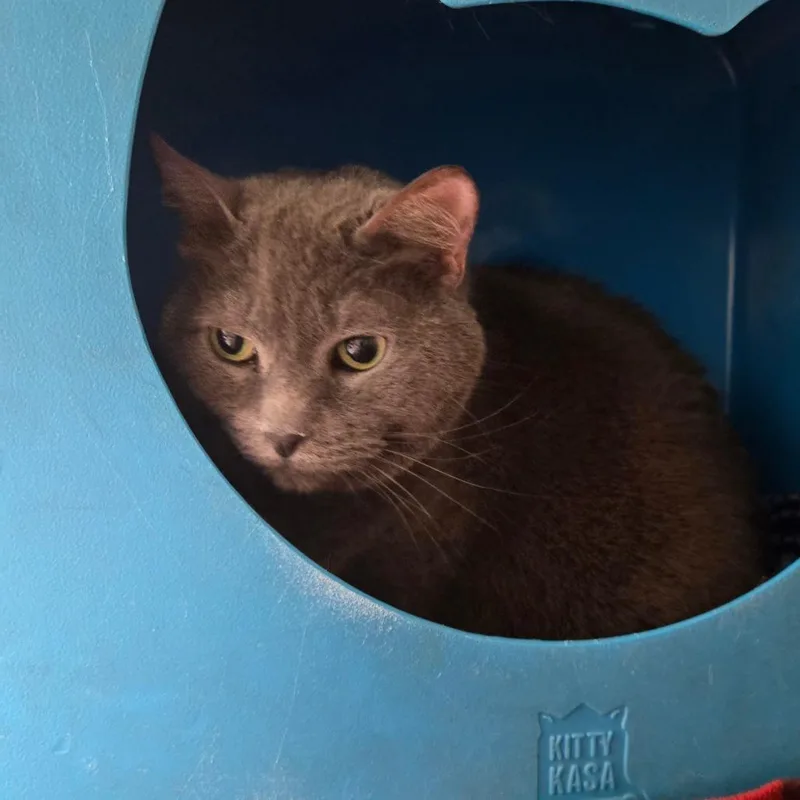 A senior large-sized female Gray / Blue / Silver Domestic Short Hair cat named Dakota for adoption in Waukesha, WI