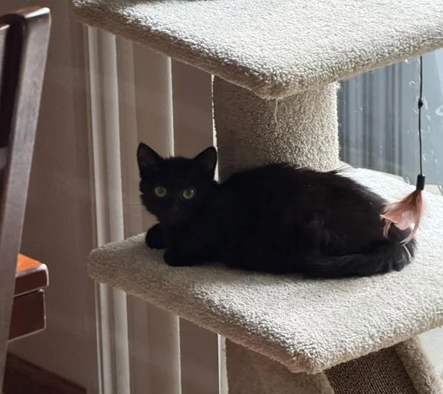 A baby medium-sized female Domestic Short Hair cat named Geneva for adoption in Albertville, MN