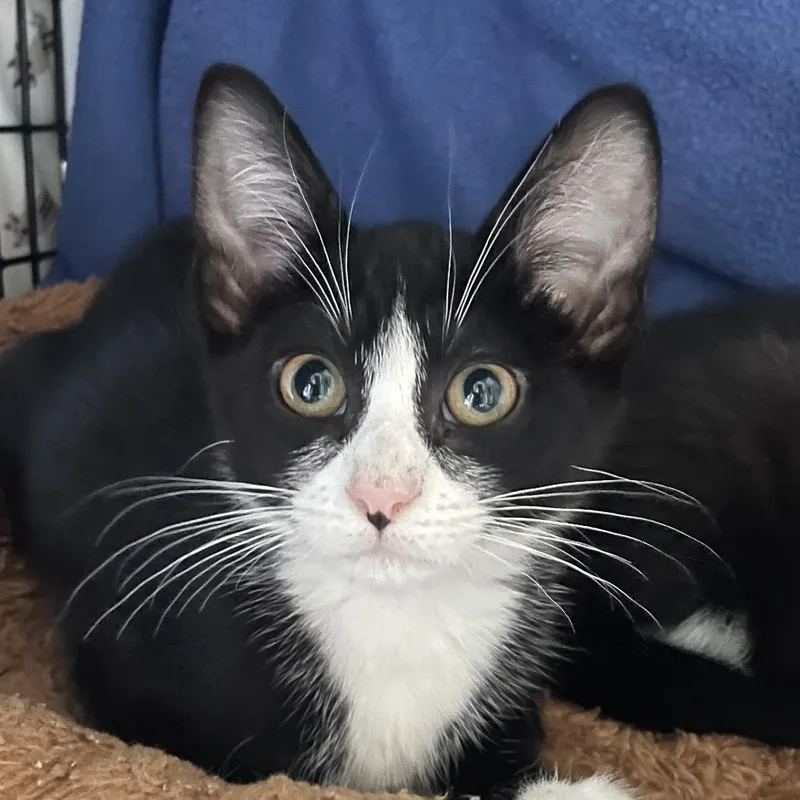 A baby small-sized female Black Domestic Short Hair cat named Saint Ignatius for adoption in Chicago, IL