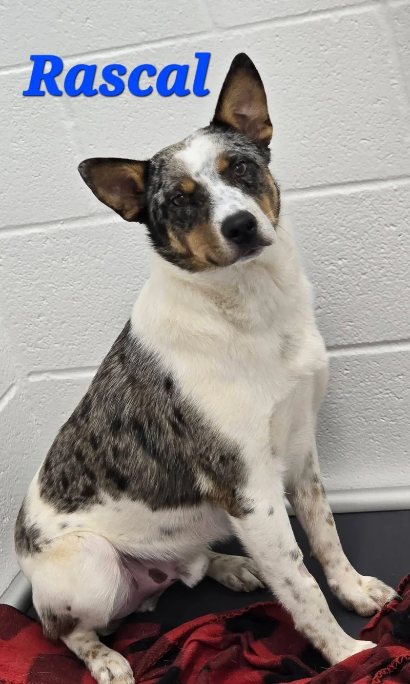 A young medium-sized male Australian Cattle Dog / Blue Heeler dog named Rascal for adoption in Mingus, TX