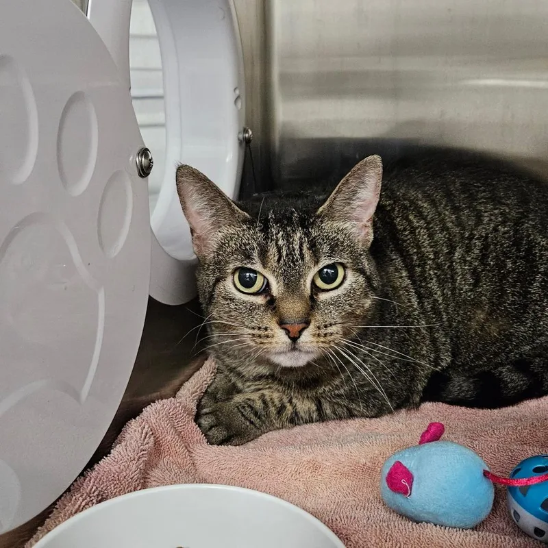 A senior large-sized female Brown / Chocolate Domestic Short Hair cat named Ruby for adoption in Oneonta, NY