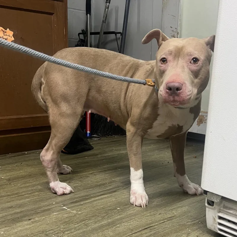 An adult medium-sized female Apricot / Beige Mixed Breed dog named Fifi Carla for adoption in Summerville, SC