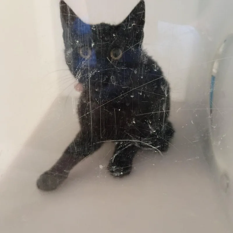 A baby small-sized male Black Domestic Short Hair cat named Mudskipper for adoption in Columbus, GA