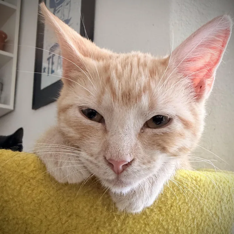 A baby small-sized female Tabby (Orange / Red) Domestic Short Hair cat named Syrin for adoption in Fort Worth, TX