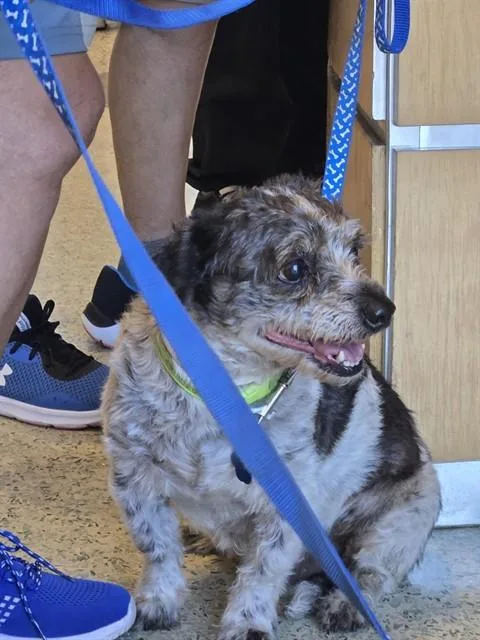 An adult small-sized male Chihuahua dog named Bebe for adoption in Riverside, CA