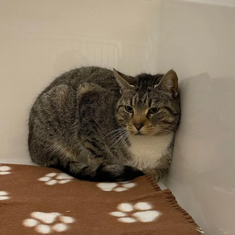 An adult medium-sized female Gray / Blue / Silver Domestic Short Hair cat named Loretta for adoption in Rocky Mount, VA