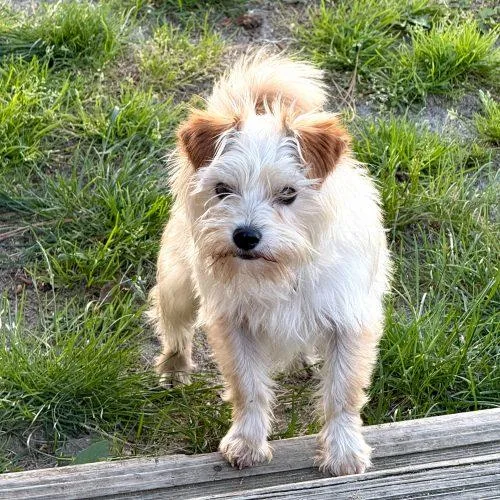 A baby small-sized male Apricot / Beige Mixed Breed dog named The Underground for adoption in Toms River, NJ