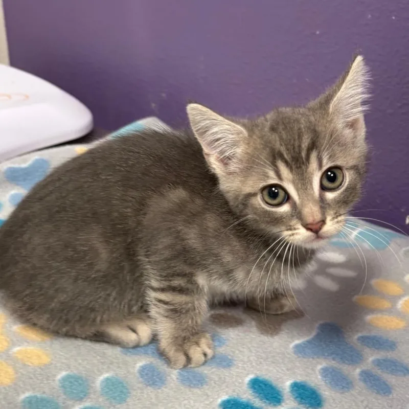 A baby small-sized male Gray / Blue / Silver Domestic Short Hair cat named Thor for adoption in Englewood, FL