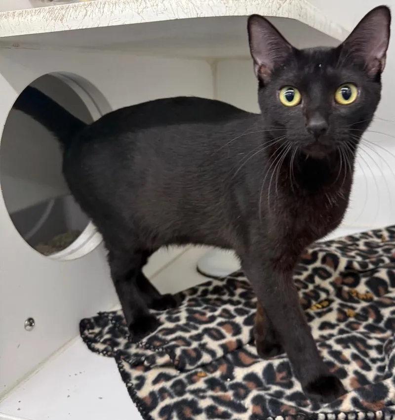 A young medium-sized female Domestic Short Hair cat named Mama Spice for adoption in Sapulpa, OK