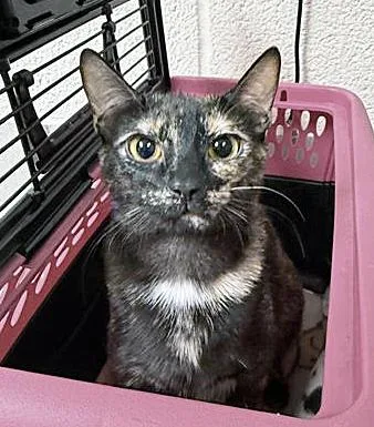 A young small-sized female Tortoiseshell Domestic Short Hair cat named Purrsephone for adoption in Nashville, TN