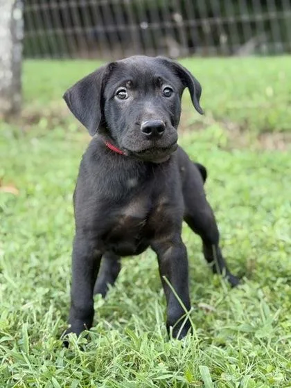 A baby large-sized male Labrador Retriever dog named Weldon for adoption in Malvern, PA