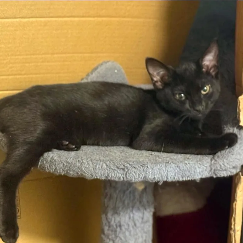 A baby small-sized female Black Domestic Short Hair cat named Valkyrie for adoption in Pittsburgh, PA