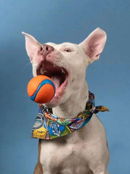 An adult medium-sized male Pit Bull Terrier dog named Bob Lazar for adoption in Atlanta, GA