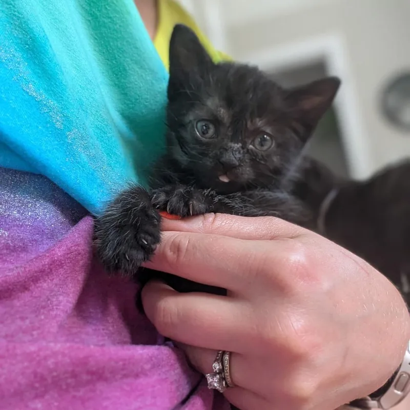 A baby medium-sized female Black Domestic Short Hair cat named Maki for adoption in Chattanooga, TN