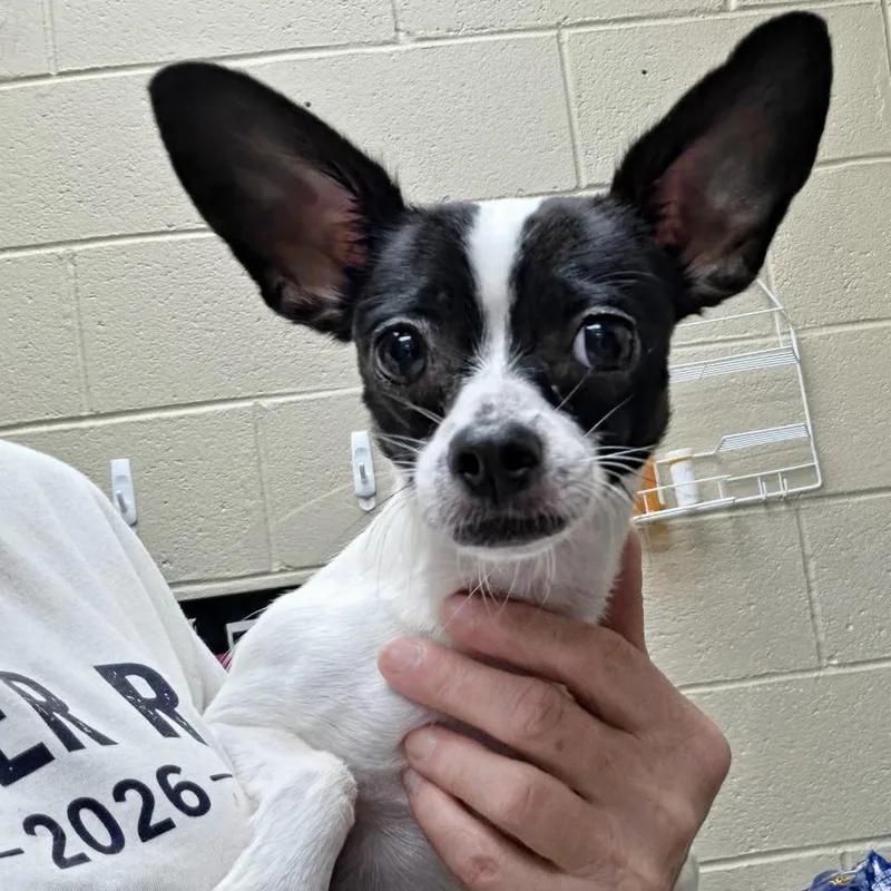 An adult small-sized female Rat Terrier dog named CARRIE Local for adoption in Warwick, RI